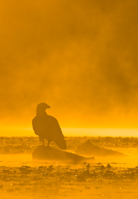 Bald Eagle Silhouette At Sunrise